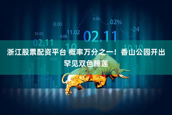 浙江股票配资平台 概率万分之一！香山公园开出罕见双色睡莲